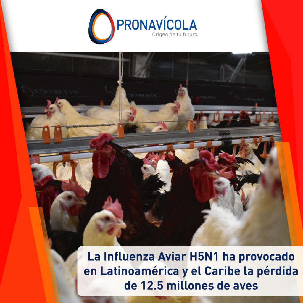La Influenza Aviar H5N1 ha provocado en Latinoamérica y el Caribe la ...